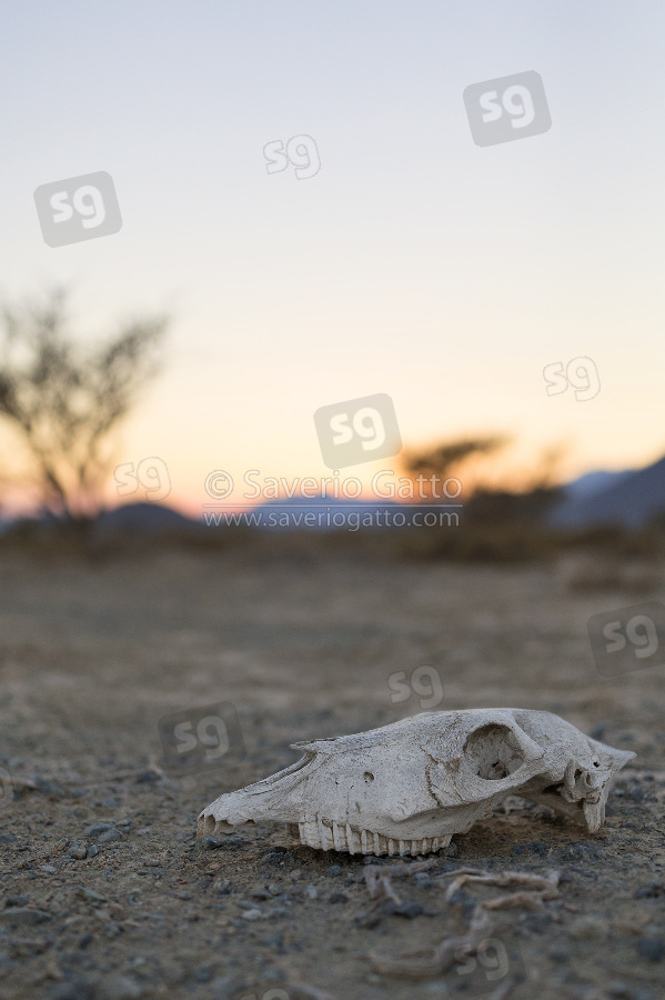 Skull in the desert, skull in arid plain landscape